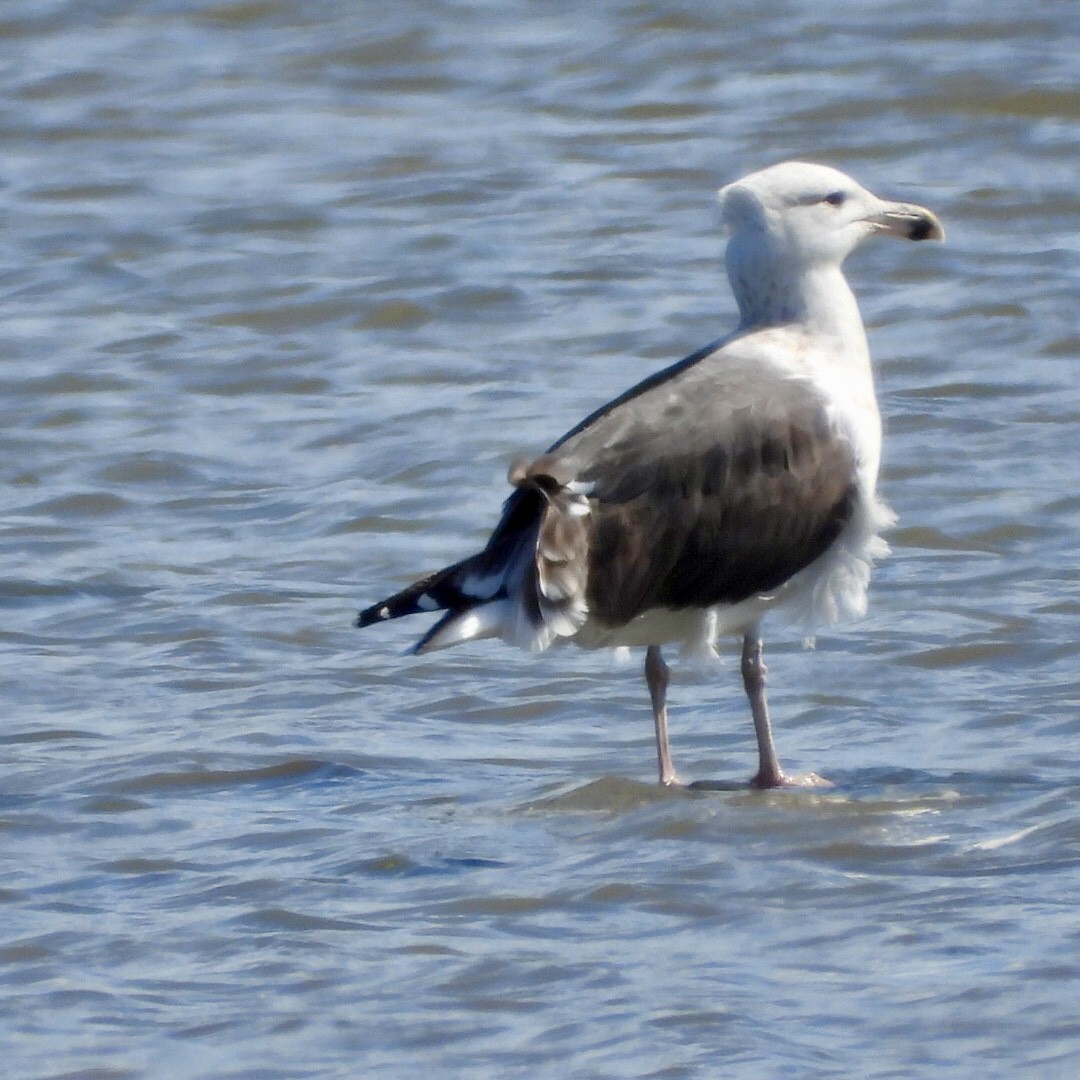 Great Black-backed Gull - ML642121155