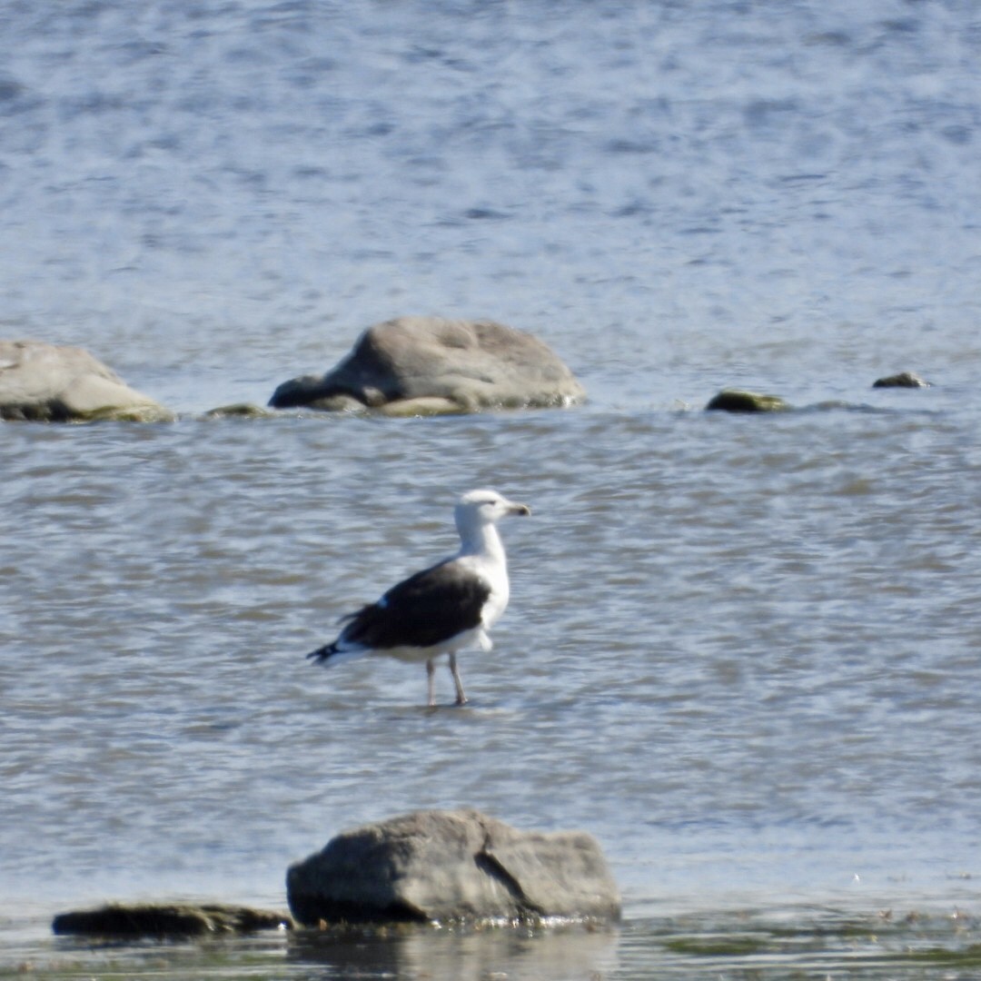 Great Black-backed Gull - ML642121156