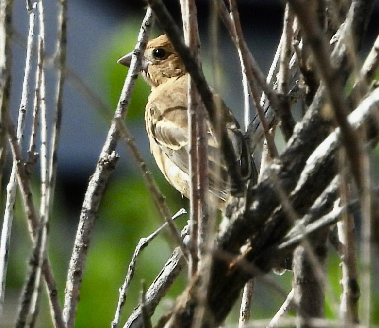 Blue Grosbeak - ML642121157