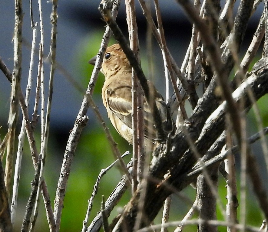 Blue Grosbeak - ML642121158