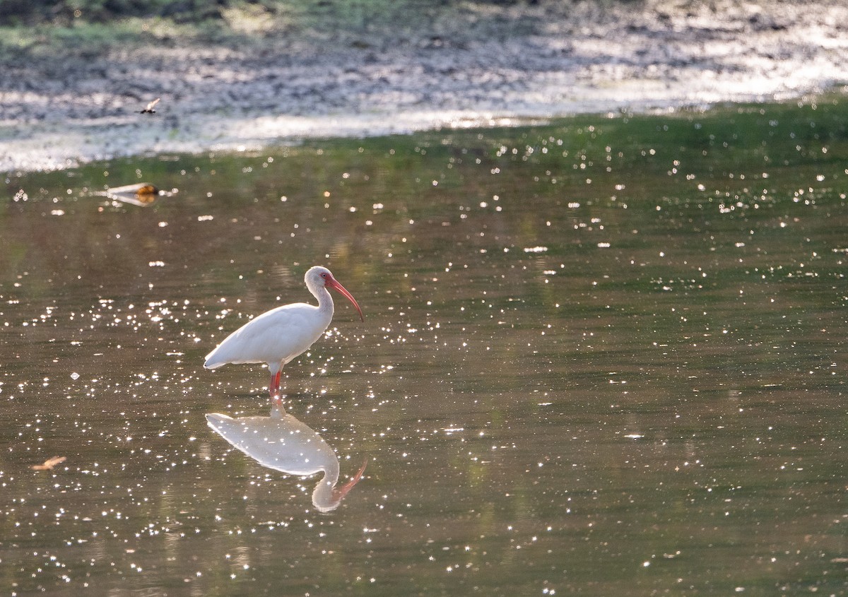 White Ibis - ML642121161