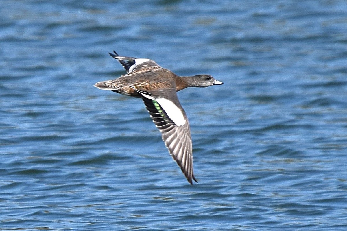 American Wigeon - ML642121163