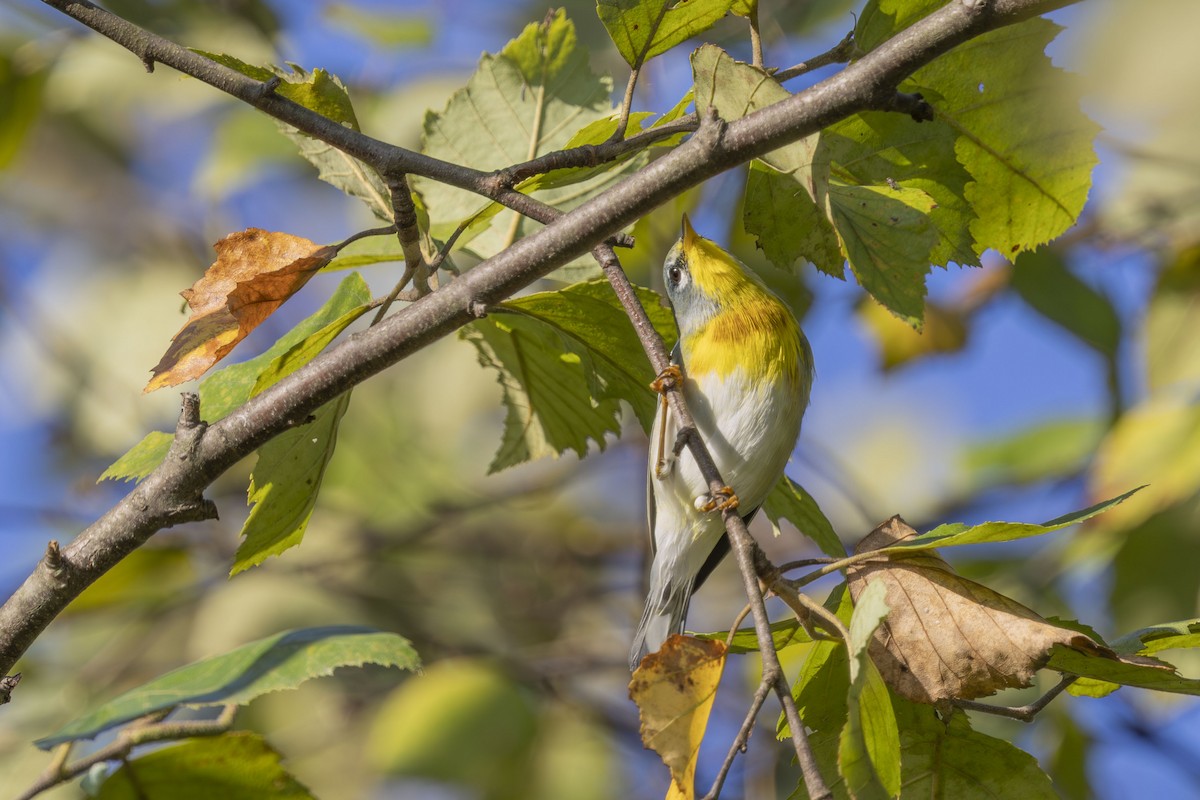 Northern Parula - ML642121174