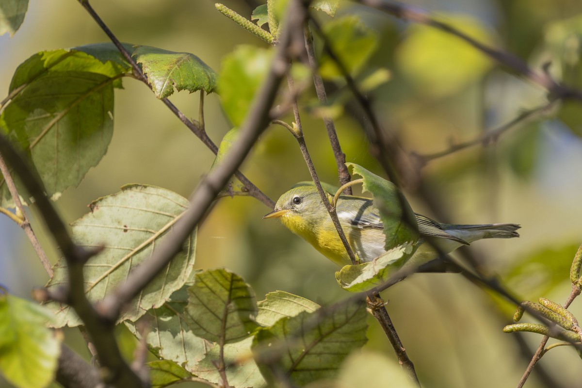 Northern Parula - ML642121175