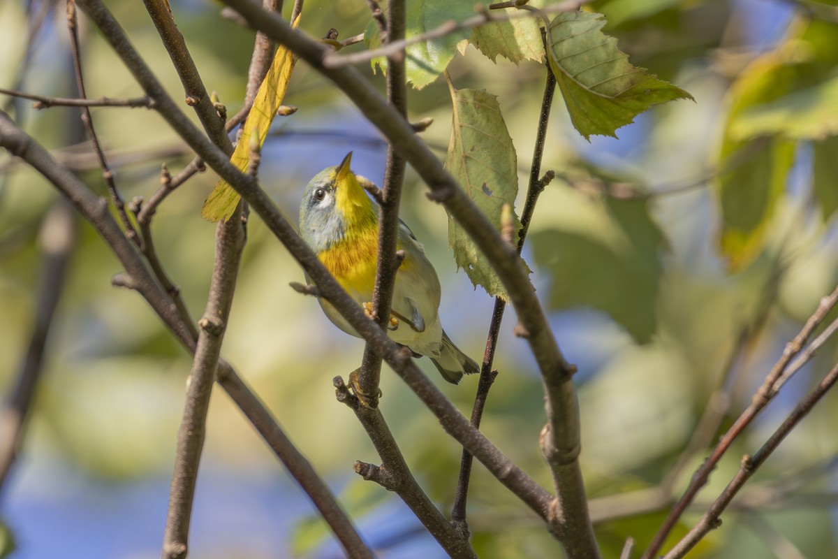 Northern Parula - ML642121177