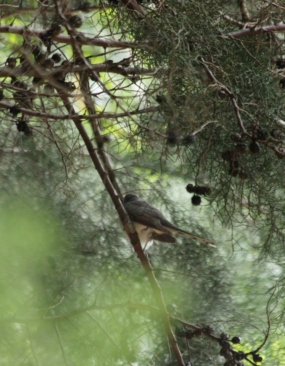 Yellow-billed Cuckoo - ML642121178