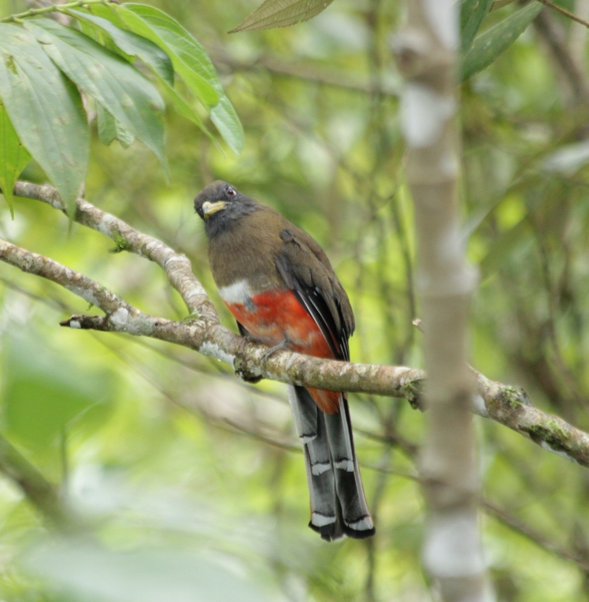 Collared Trogon - ML642121189