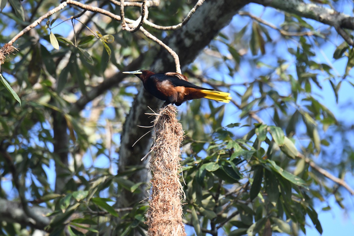 Chestnut-headed Oropendola - ML642121195