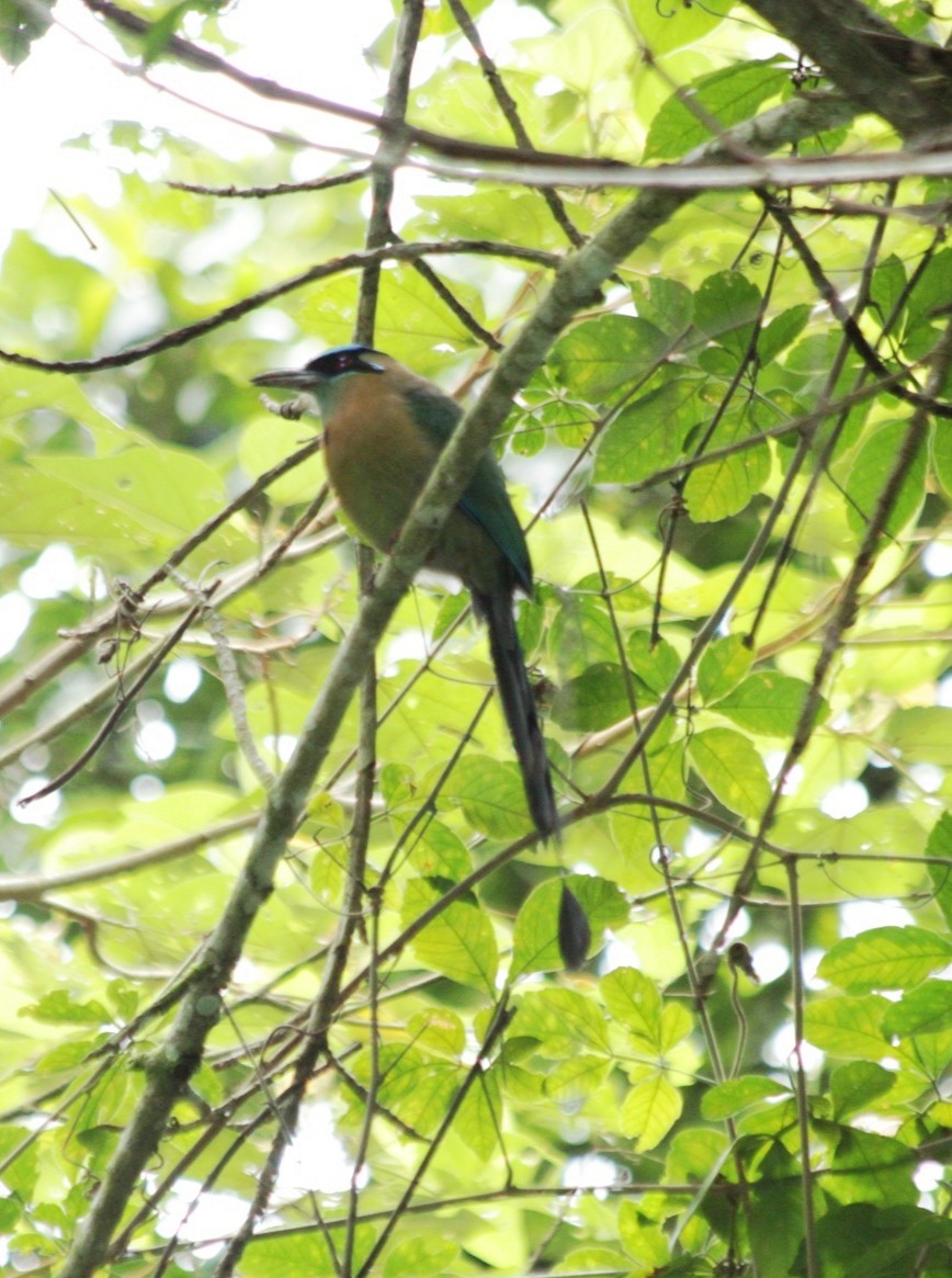 Lesson's Motmot - ML642121199