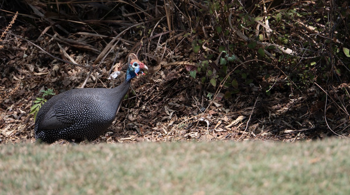 Helmeted Guineafowl - ML642121200