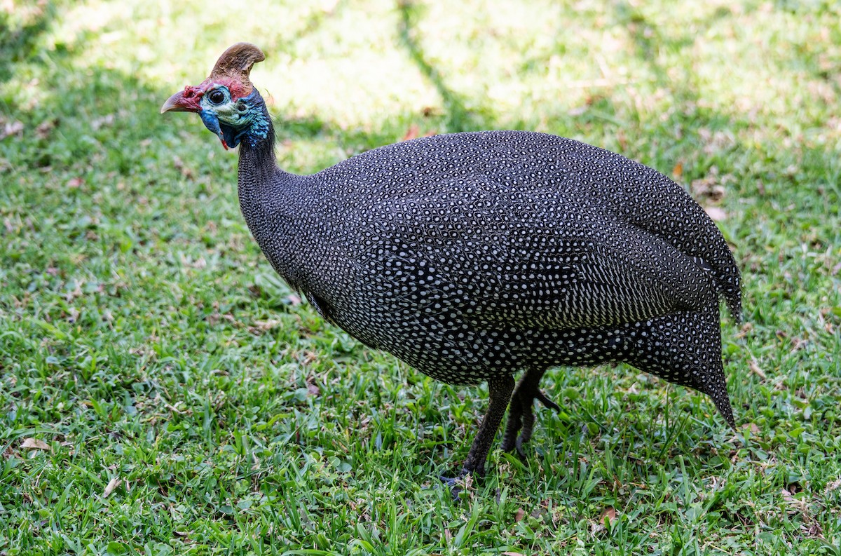 Helmeted Guineafowl - ML642121201