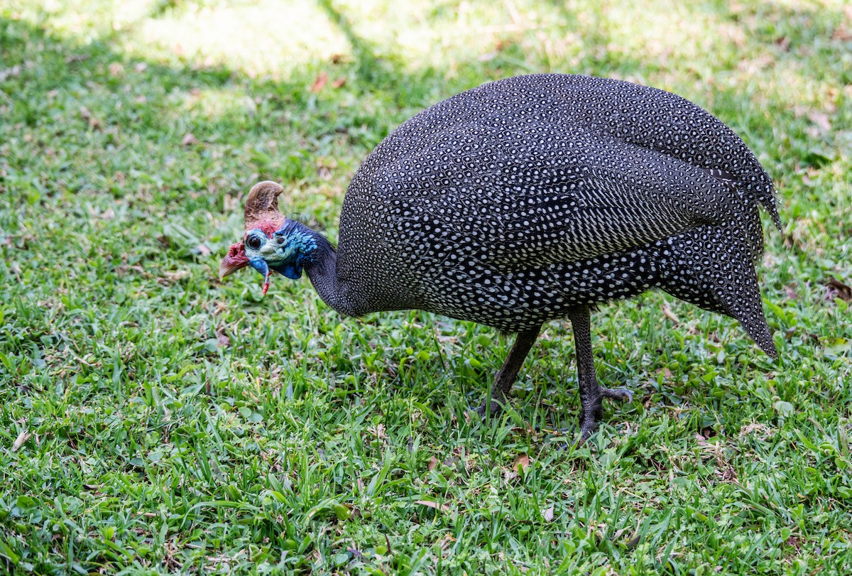 Helmeted Guineafowl - ML642121203