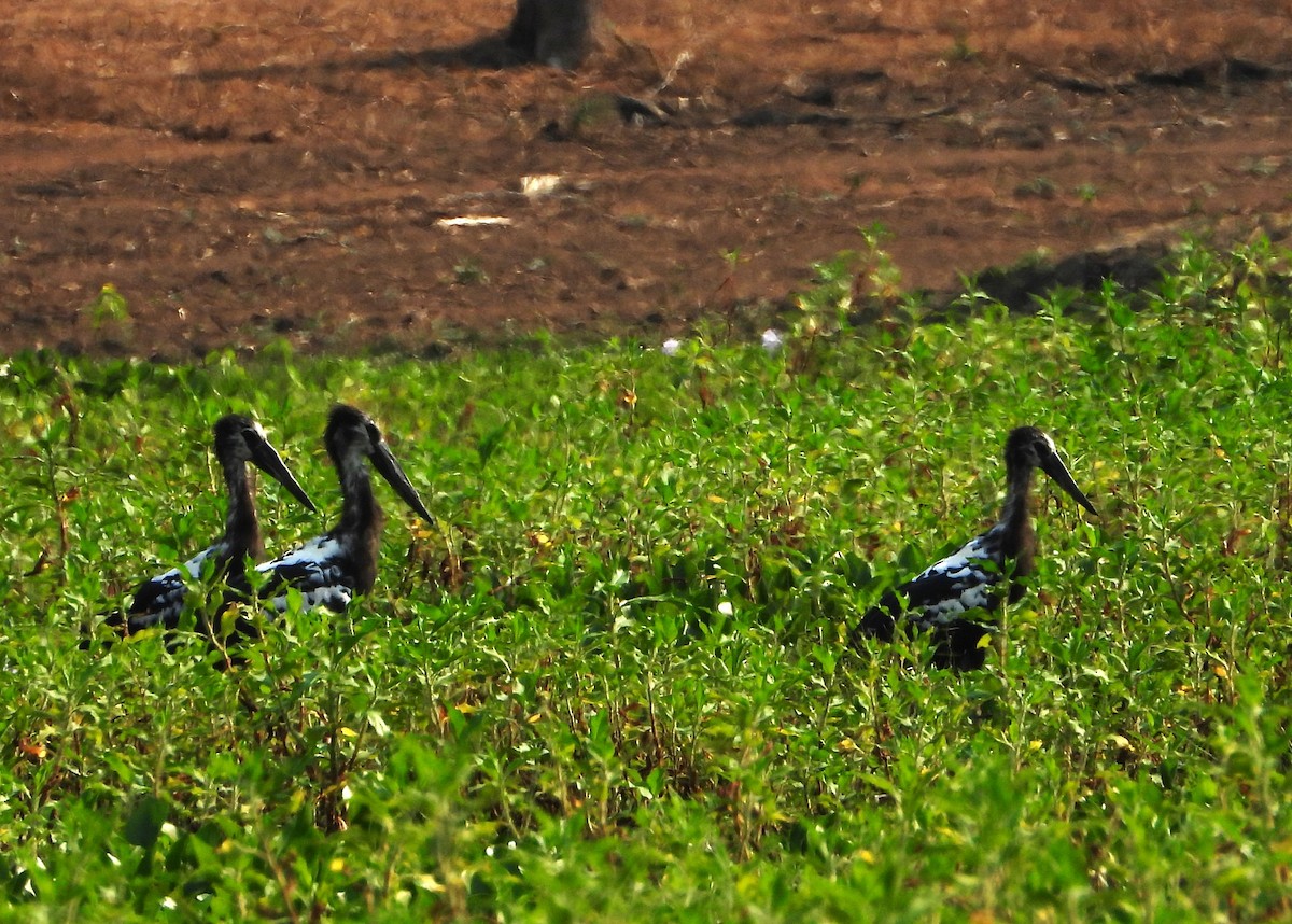 Maguari Stork - ML642121207