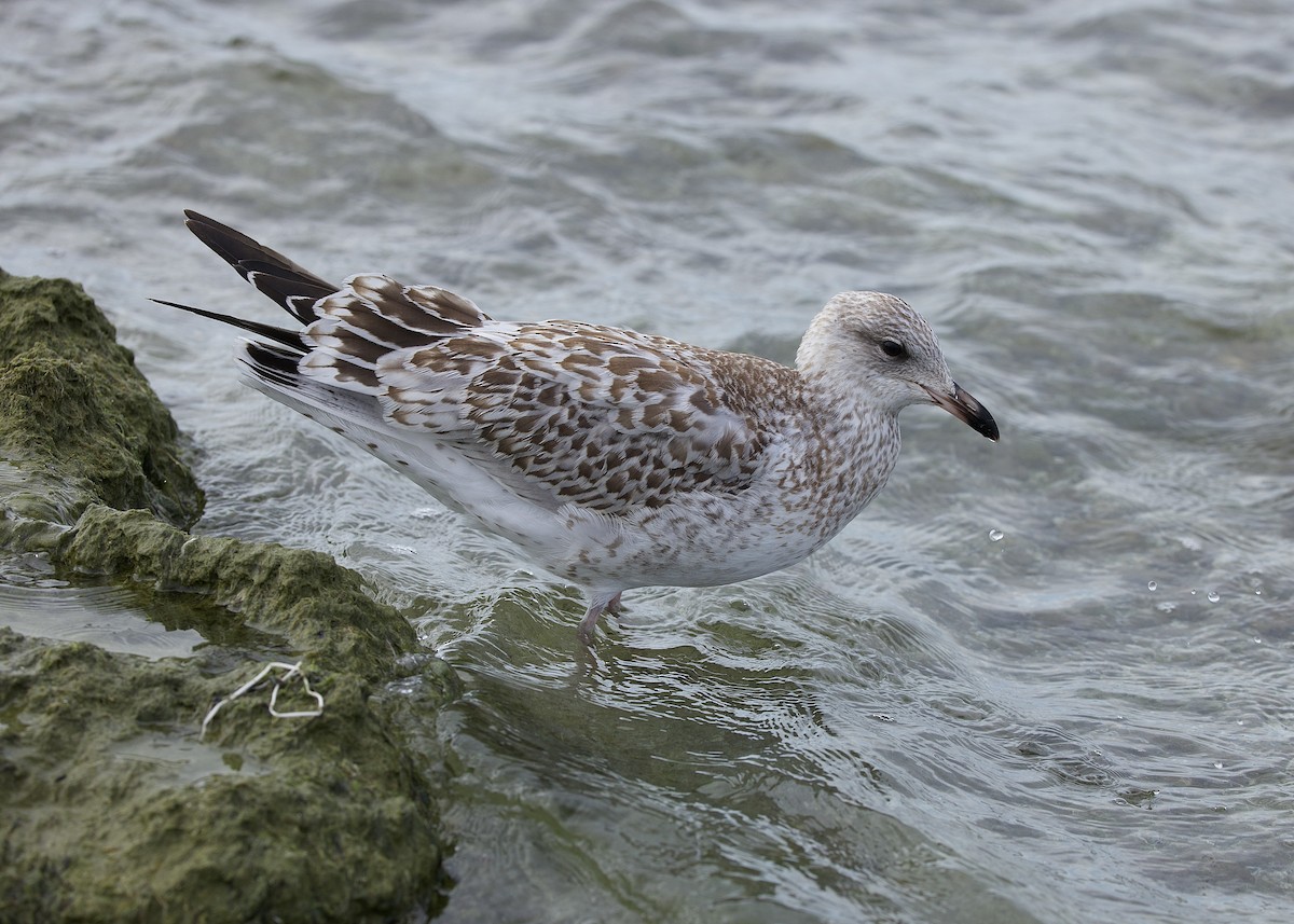 Ring-billed Gull - ML642121209