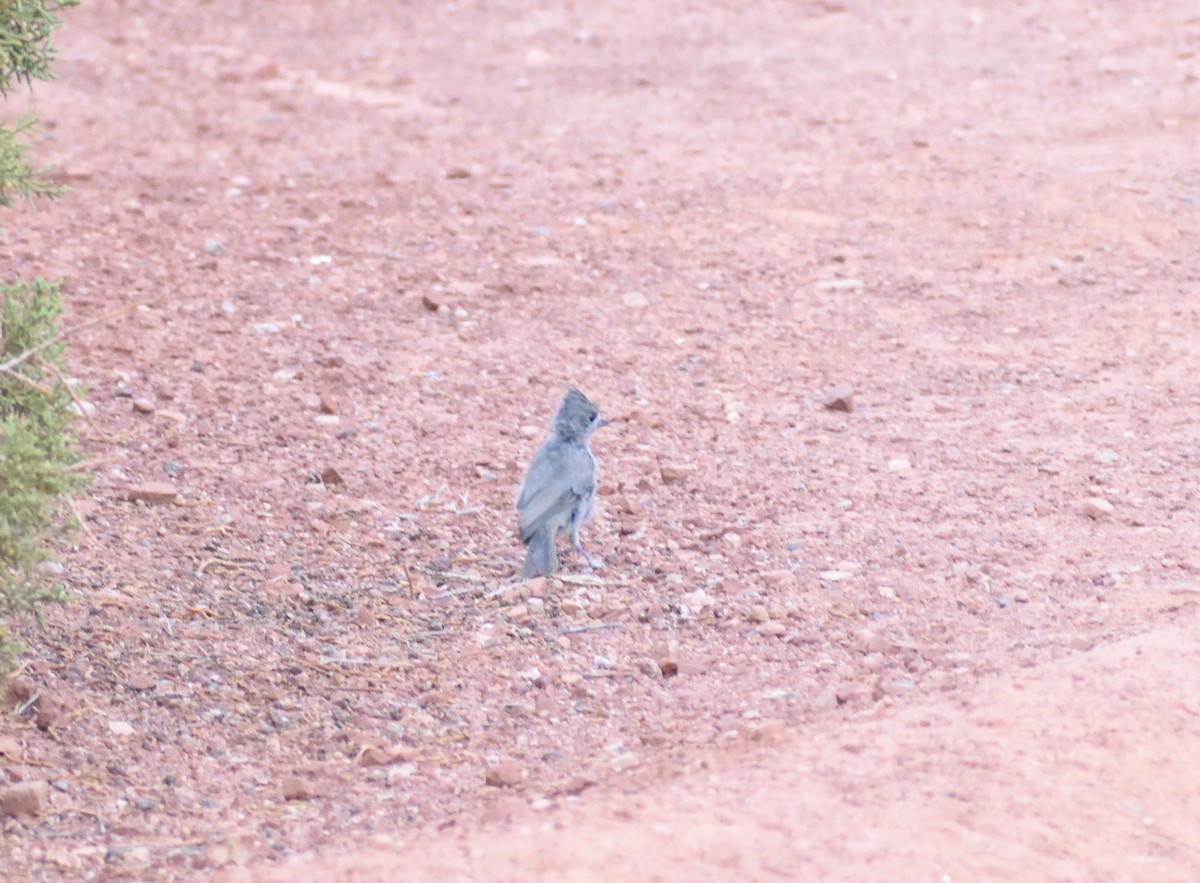 Juniper Titmouse - ML642121215