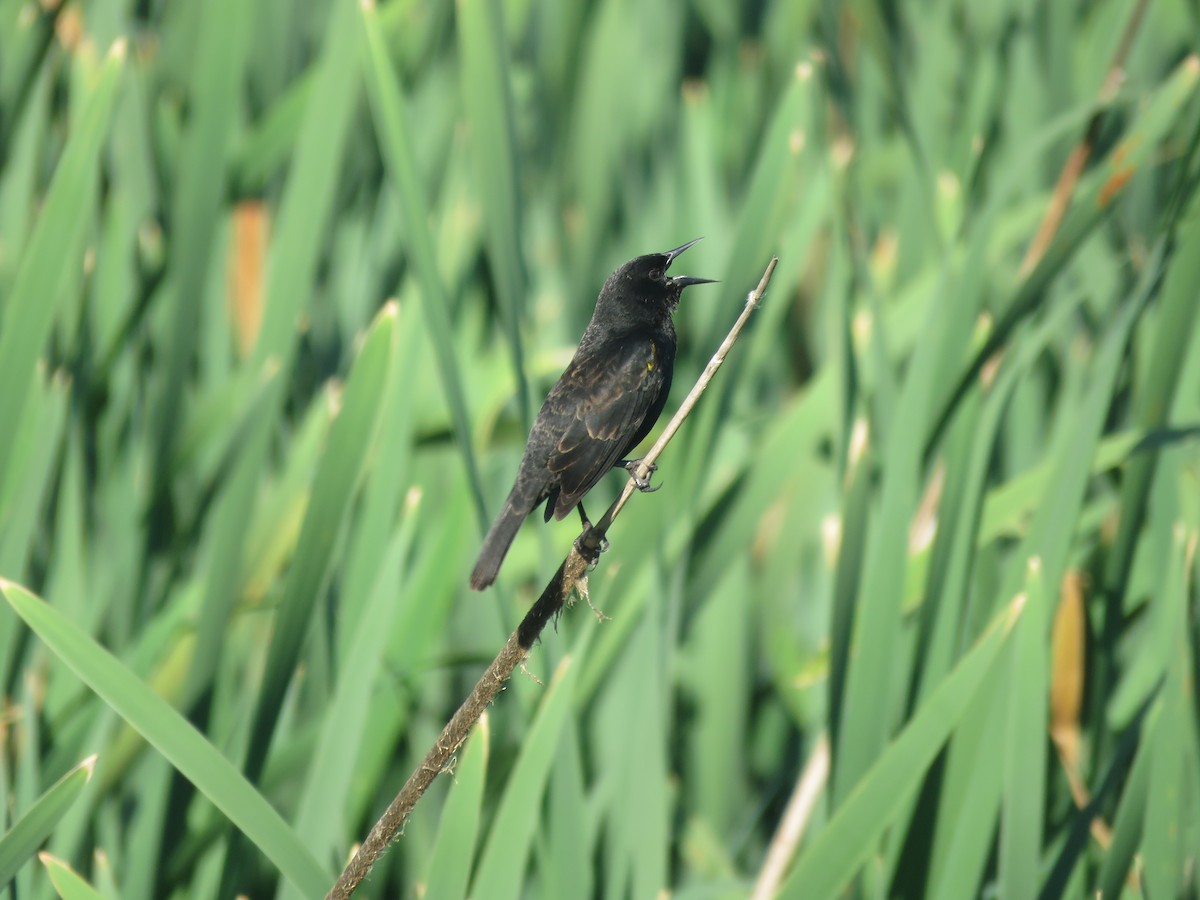 Yellow-winged Blackbird - ML642121216