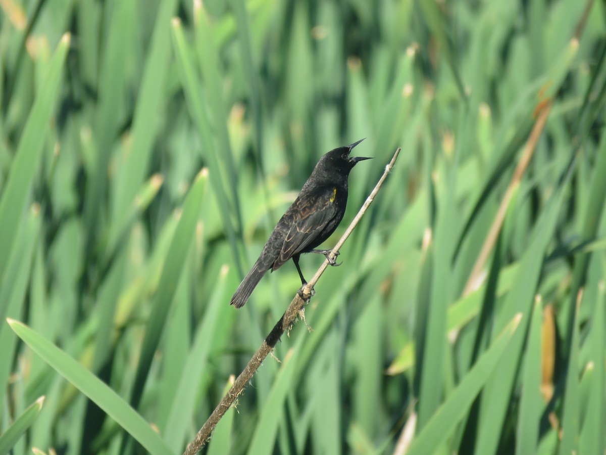 Yellow-winged Blackbird - ML642121217