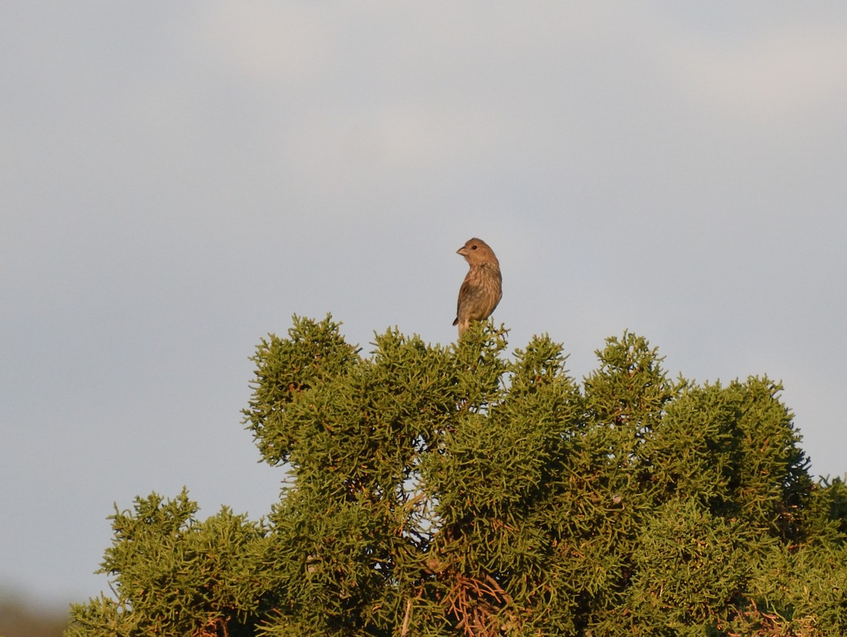 House Finch - ML642121218