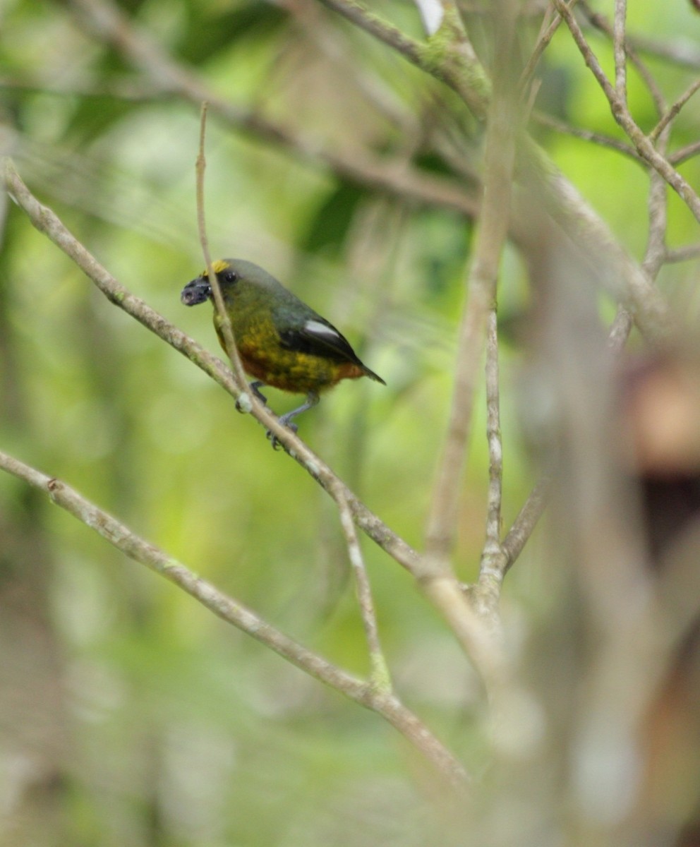 Olive-backed Euphonia - ML642121224