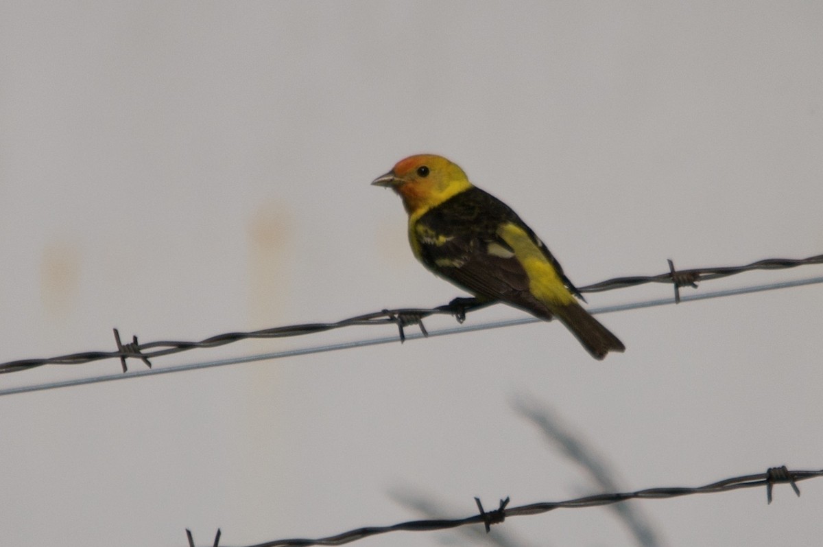 Western Tanager - ML642121228