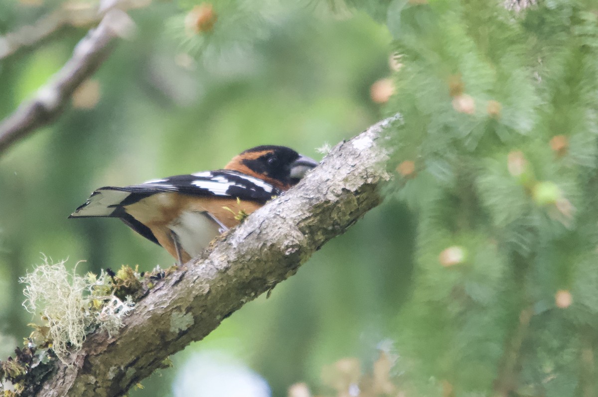 Black-headed Grosbeak - ML642121231