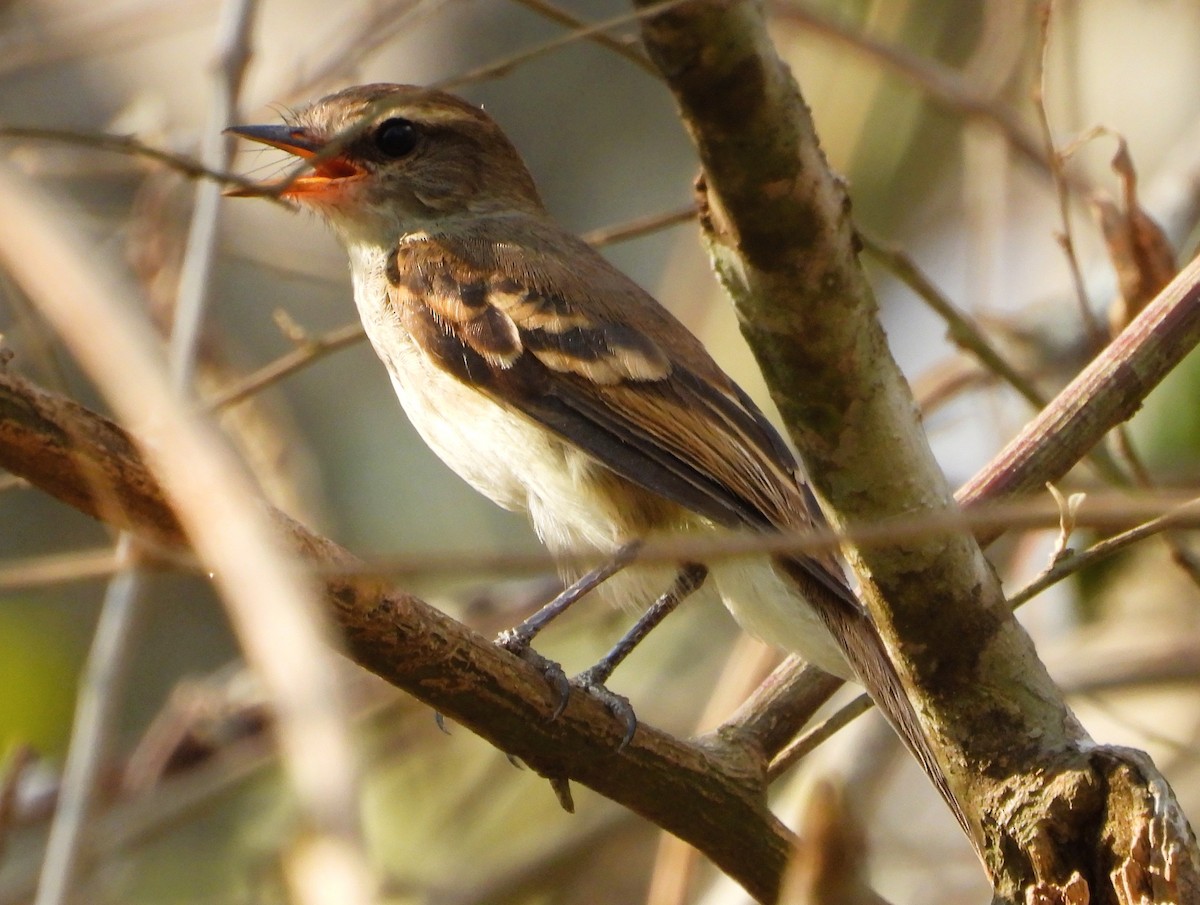 Fuscous Flycatcher - ML642121233