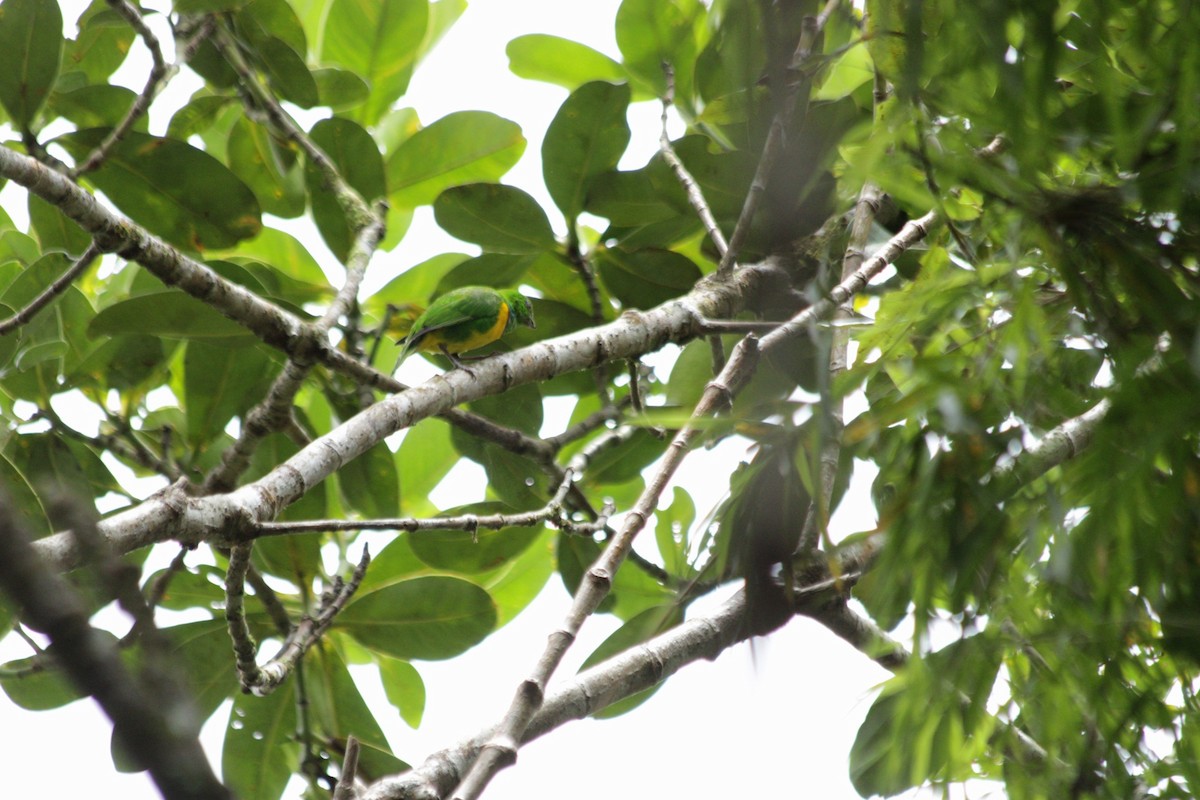 Blue-crowned Chlorophonia - ML642121240