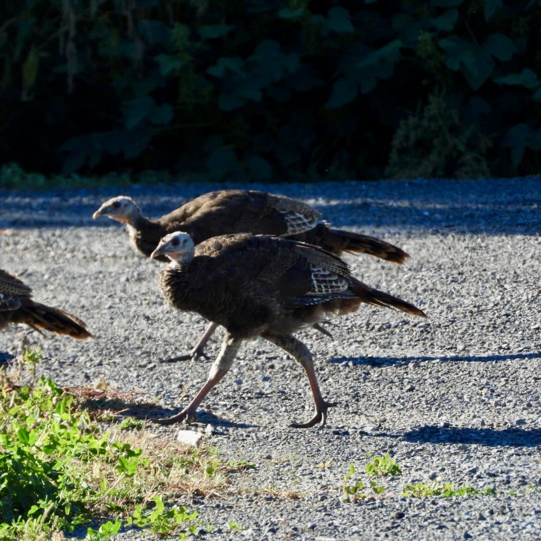 Wild Turkey - ML642121249