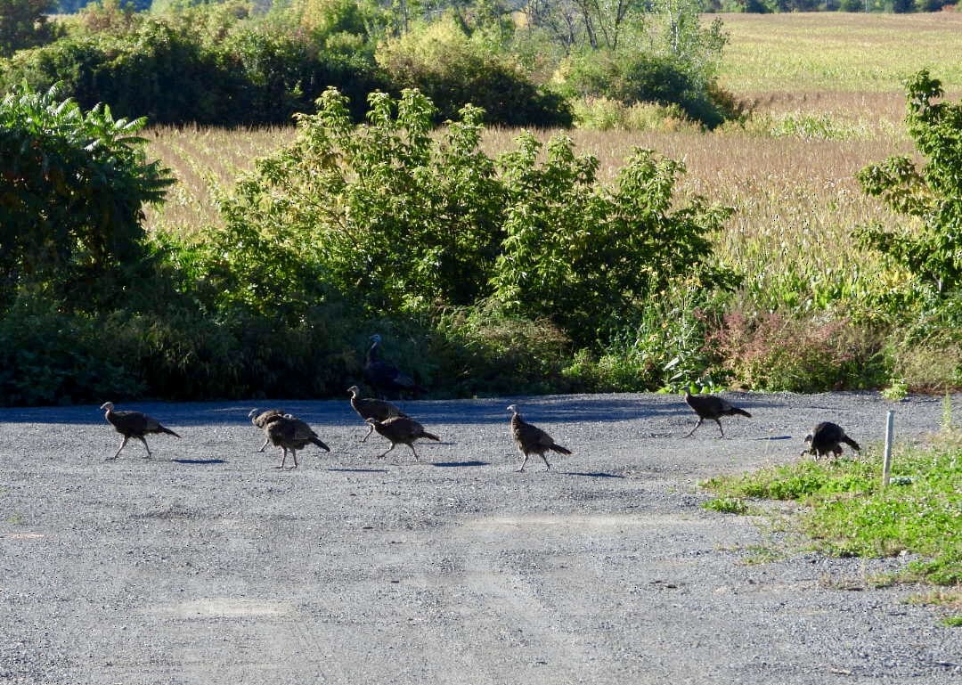 Wild Turkey - ML642121250
