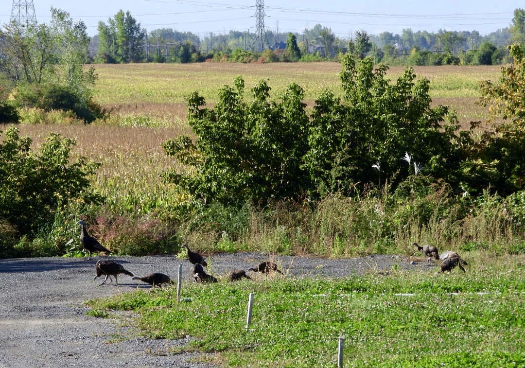 Wild Turkey - ML642121251
