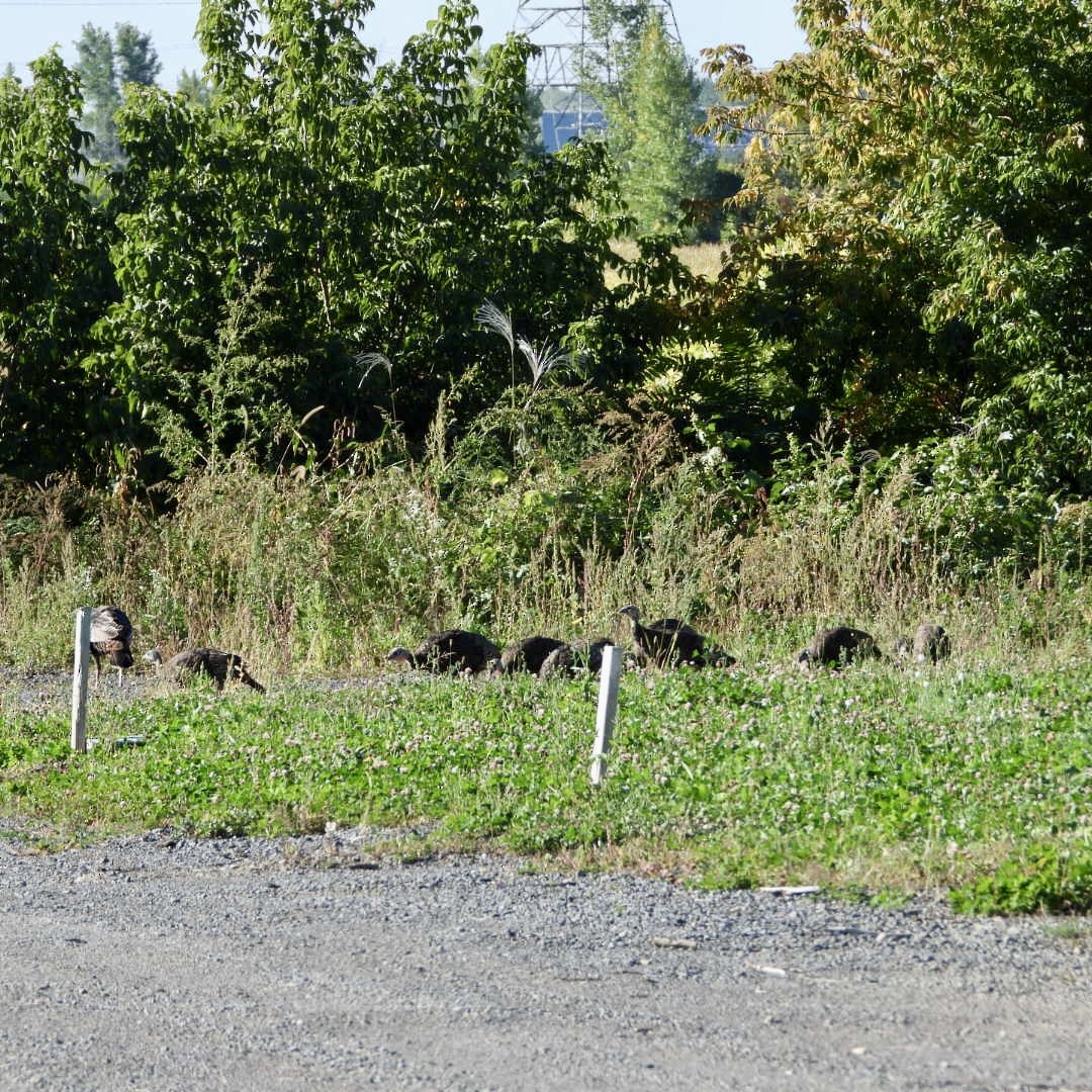 Wild Turkey - ML642121252