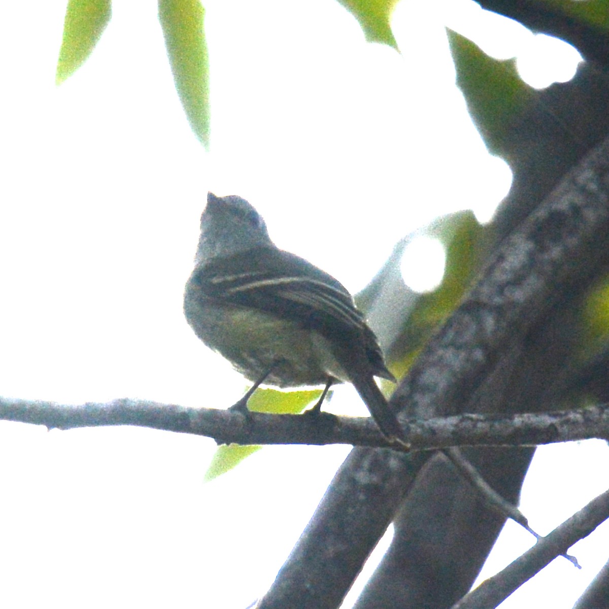Empidonax sp. - ML642121254