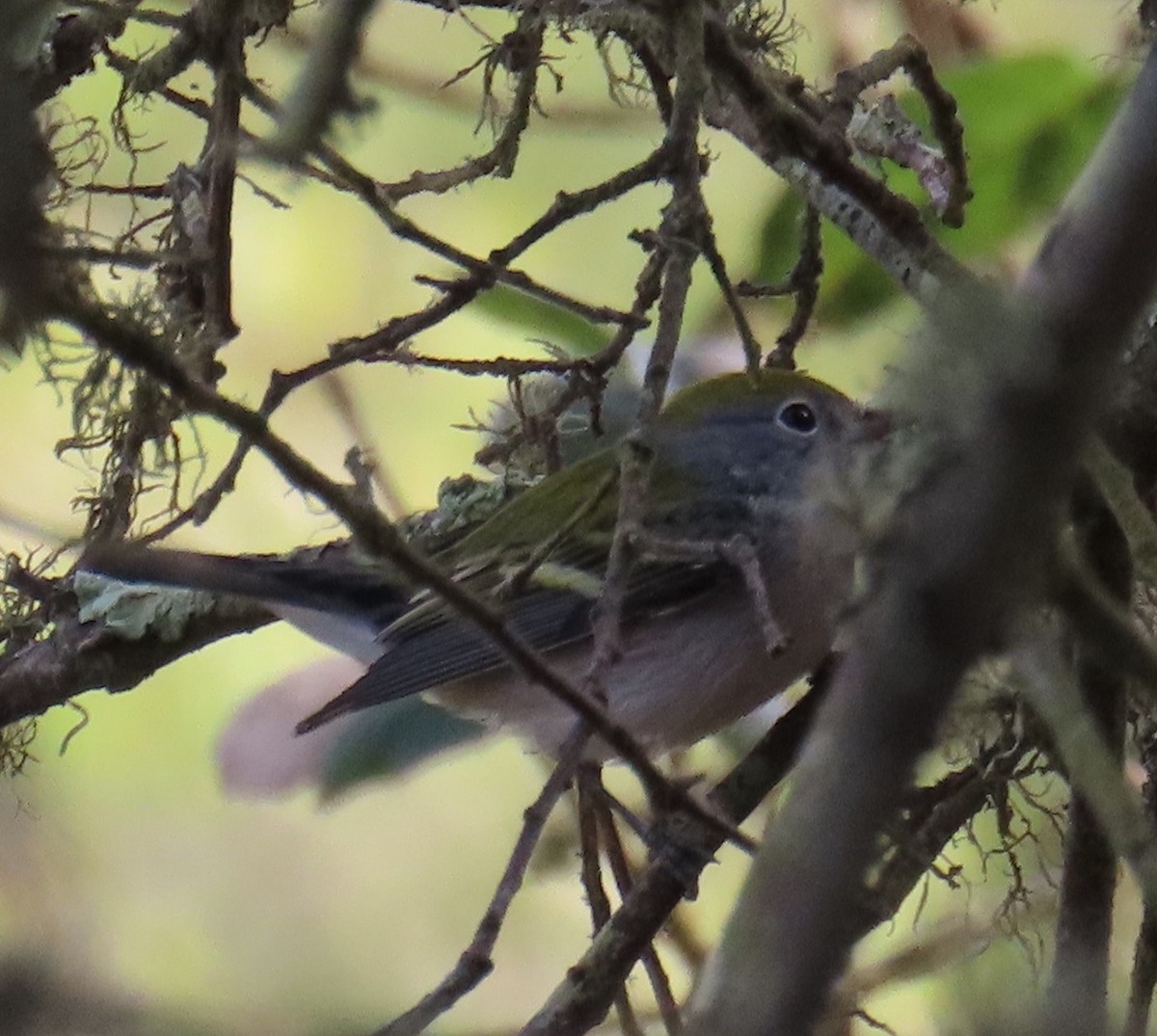 Chestnut-sided Warbler - ML642121257