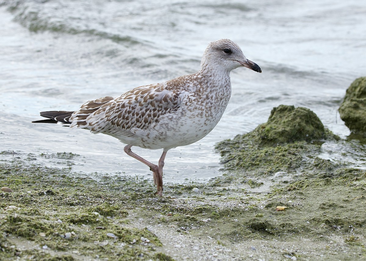 Ring-billed Gull - ML642121259