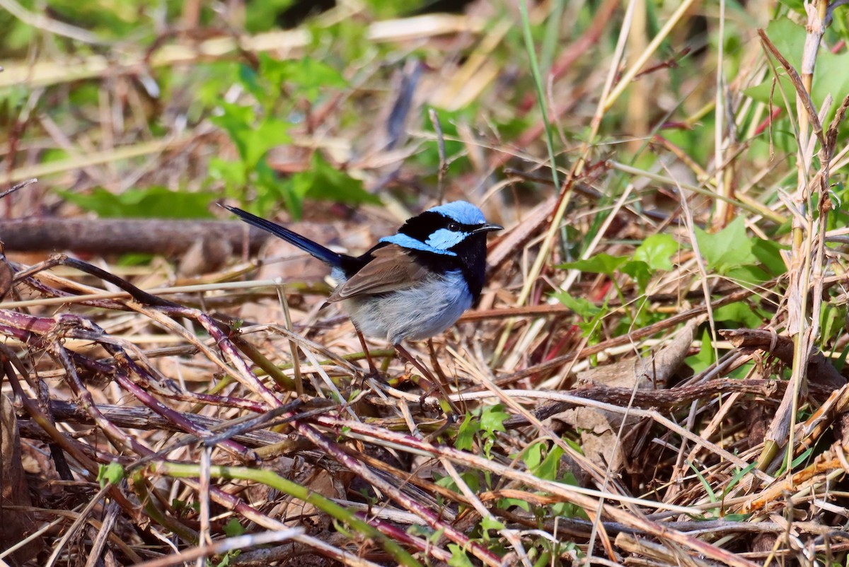 Superb Fairywren - ML642121263