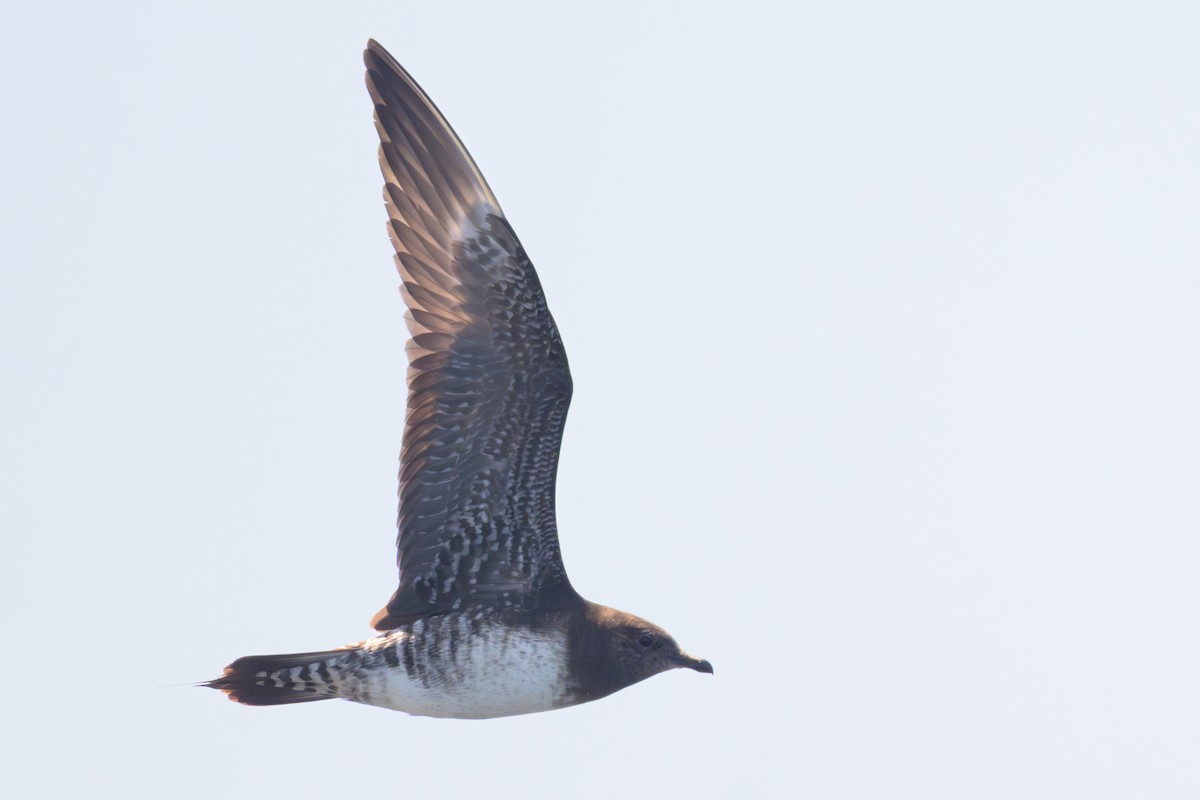 Long-tailed Jaeger - ML642121271