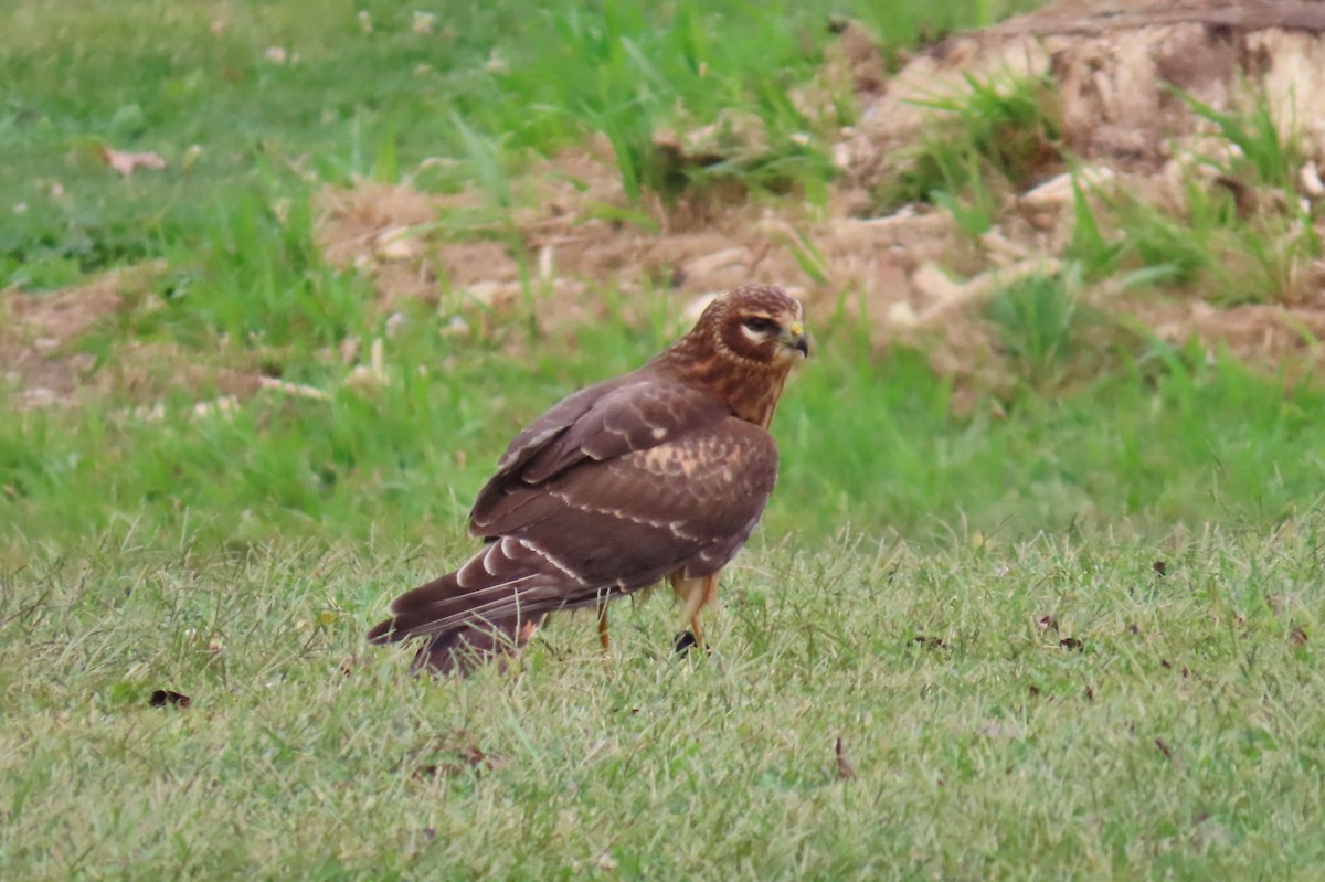 Northern Harrier - ML642121279