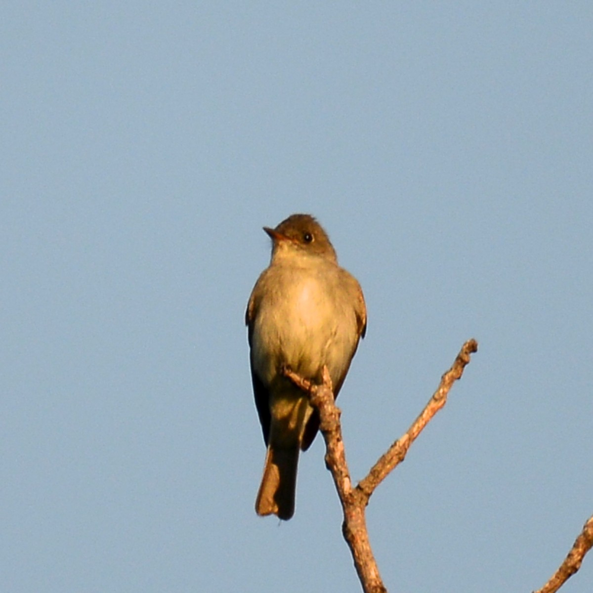 new world flycatcher sp. - ML642121280