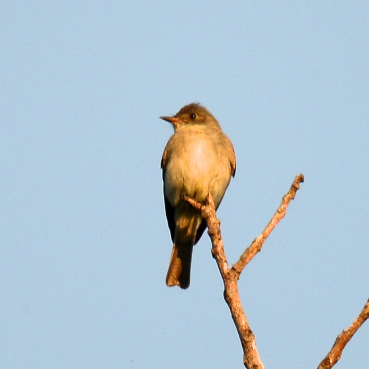 new world flycatcher sp. - ML642121285