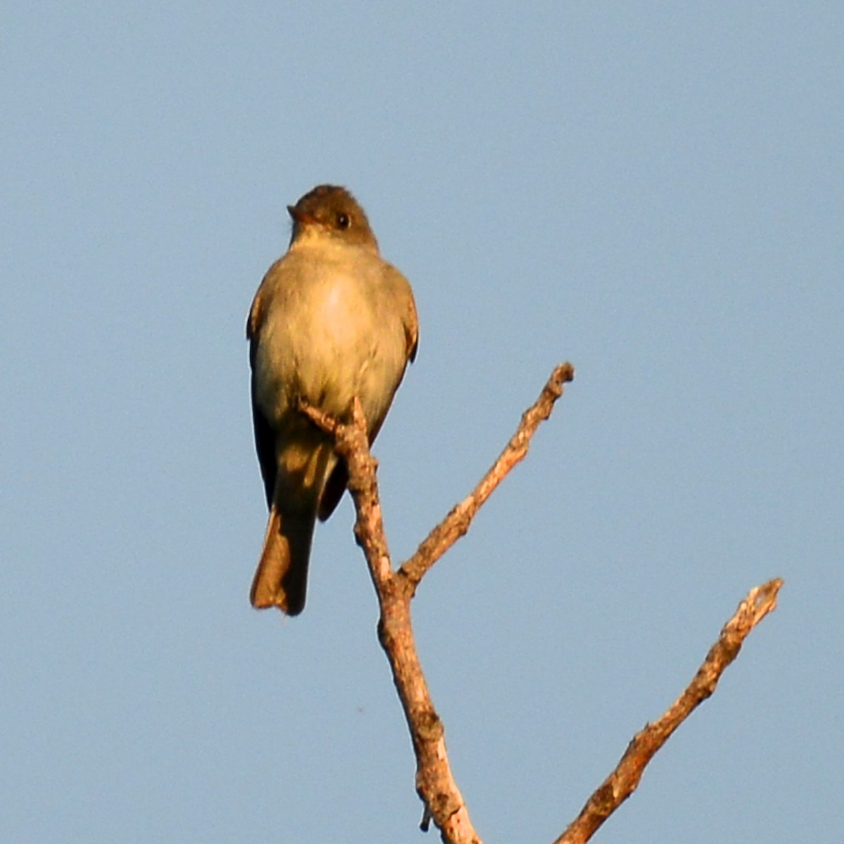 new world flycatcher sp. - ML642121286