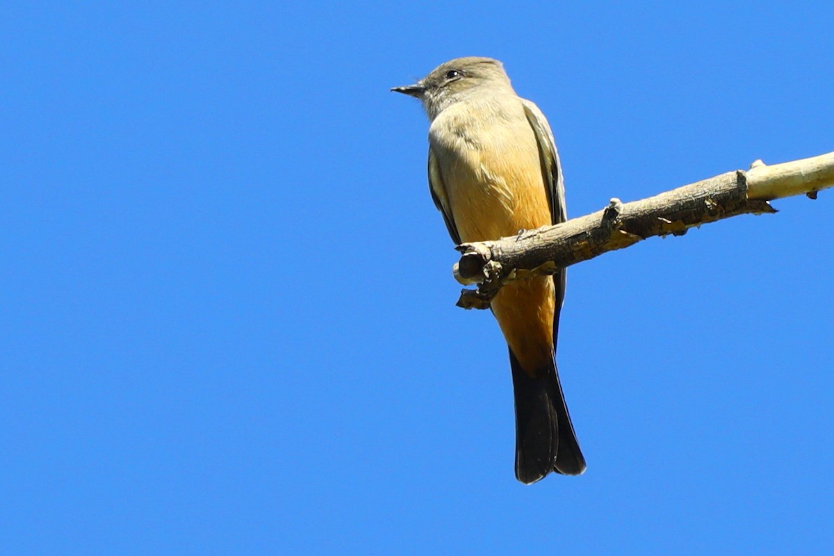 Say's Phoebe - ML642121296