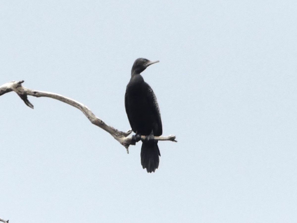 Cormoran noir - ML642121299