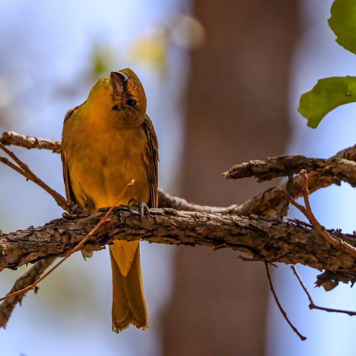 Hepatic Tanager - ML642121303