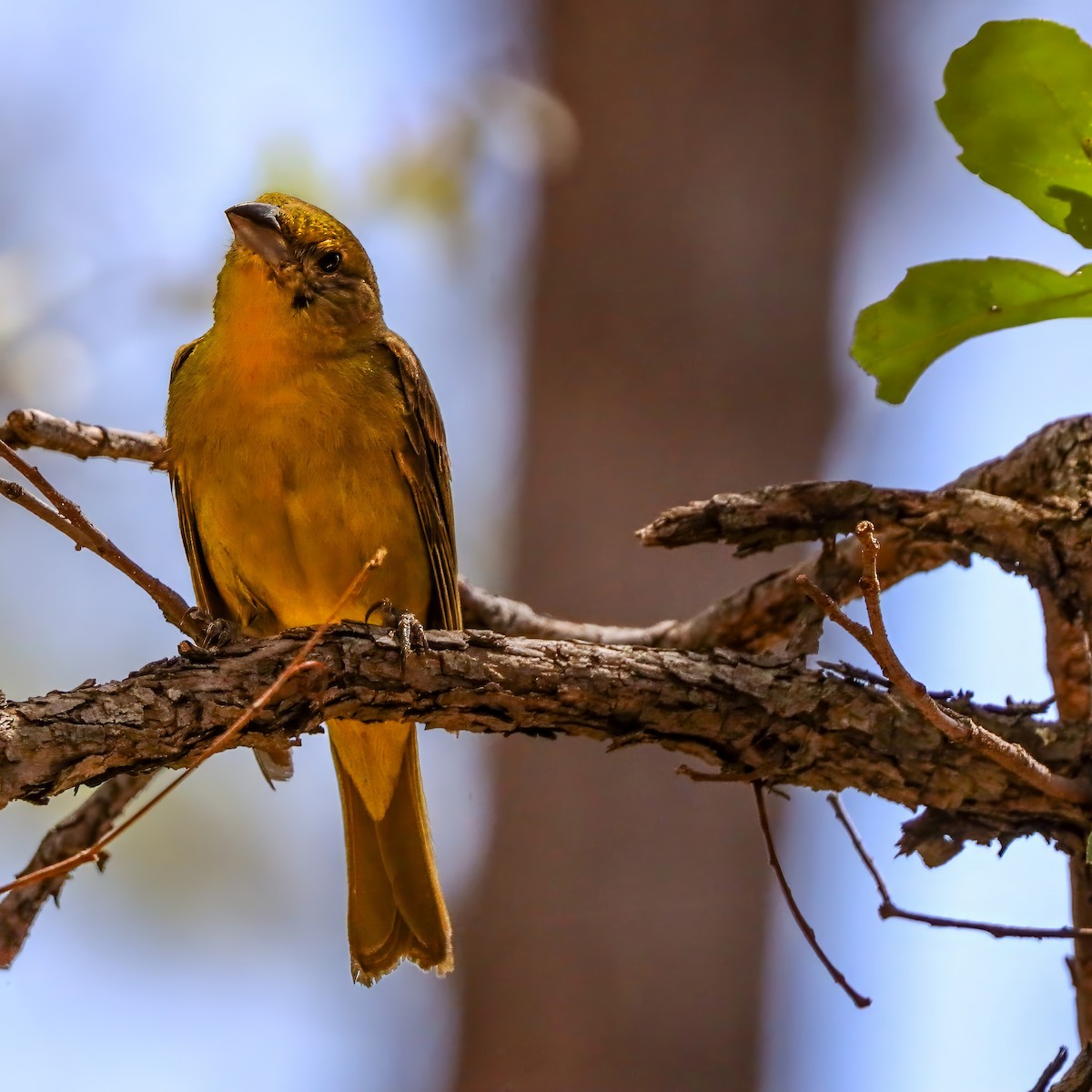 Hepatic Tanager - ML642121307