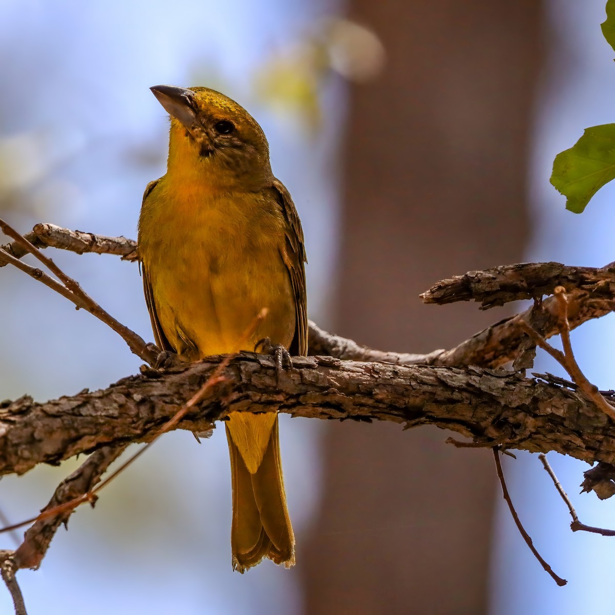 Hepatic Tanager - ML642121309