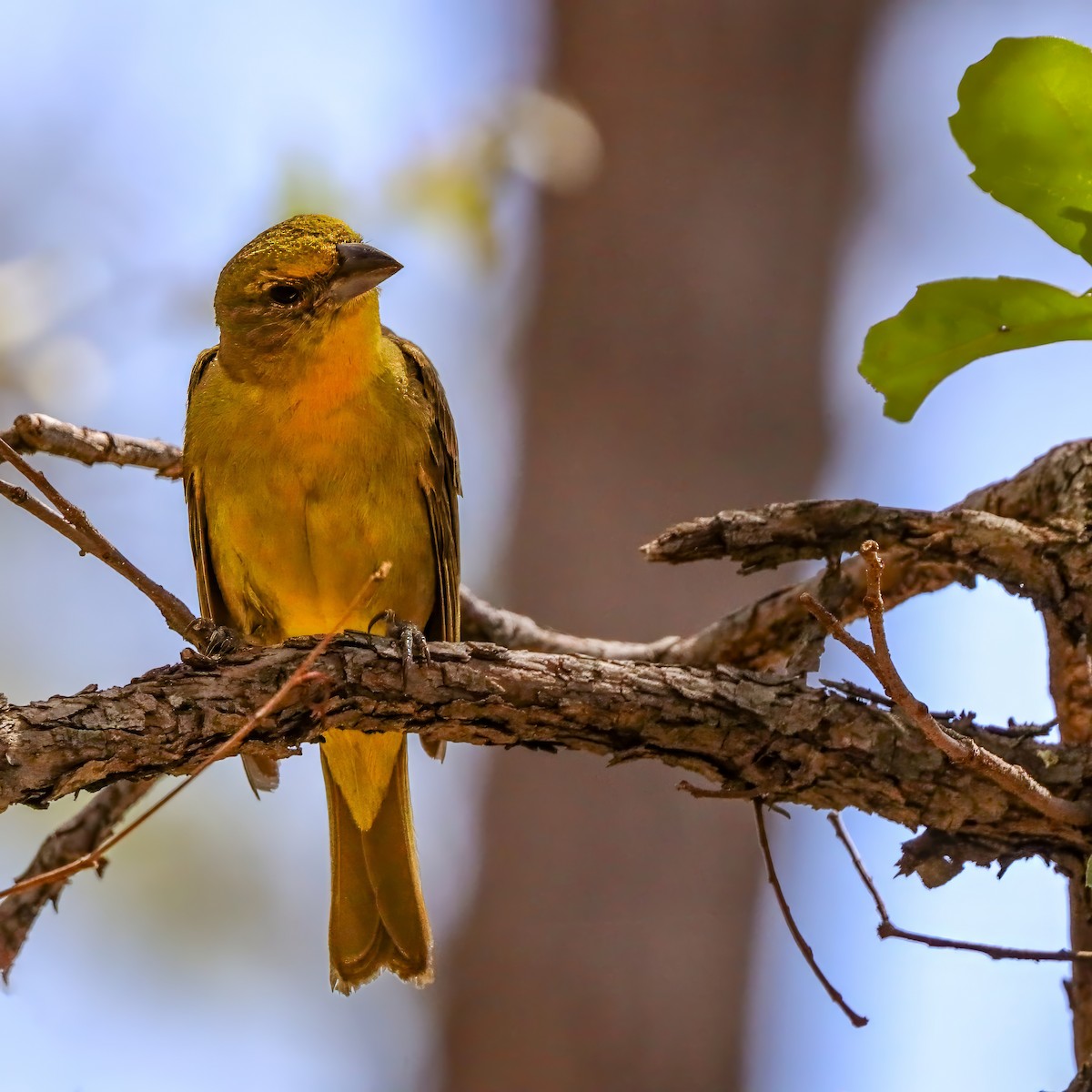 Hepatic Tanager - ML642121311
