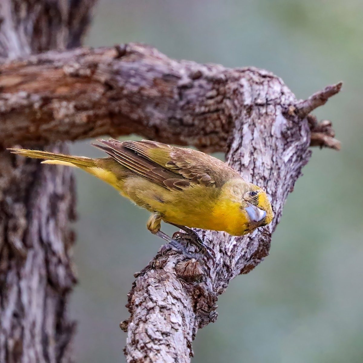 Hepatic Tanager - ML642121314