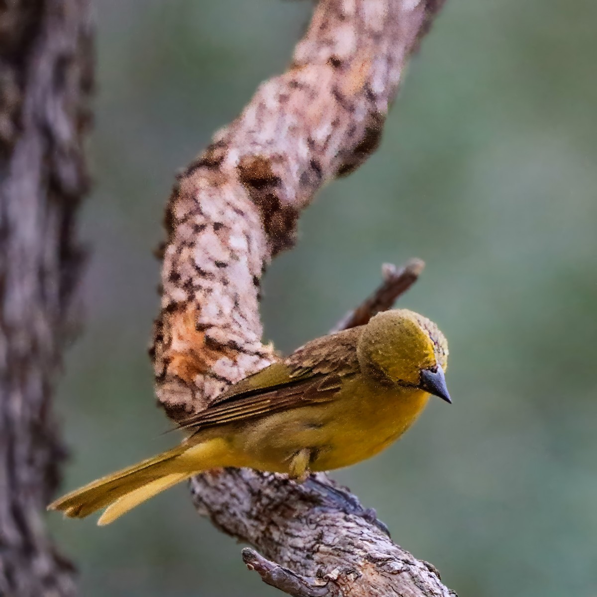 Hepatic Tanager - ML642121315