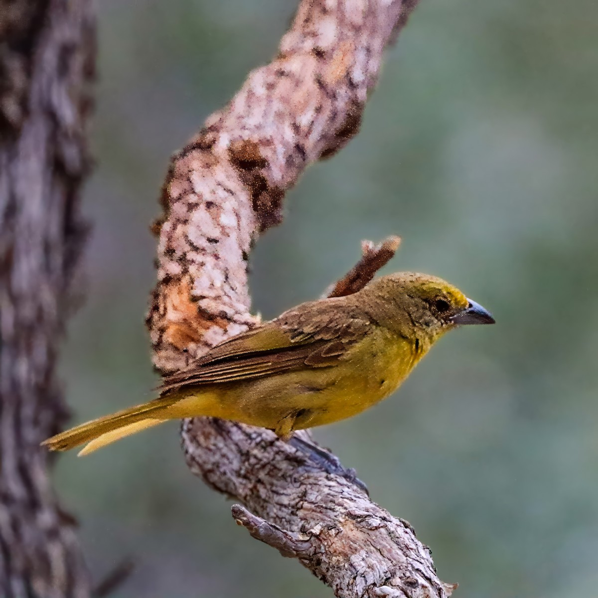 Hepatic Tanager - ML642121316