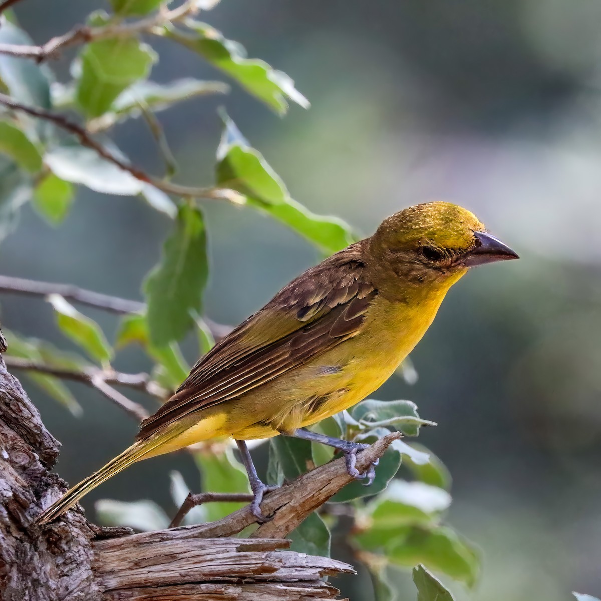 Hepatic Tanager - ML642121318